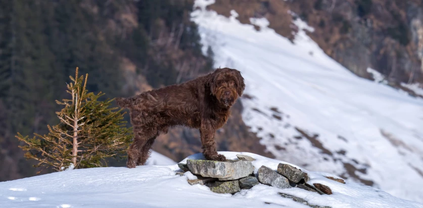 Pudelpointer stanfing on a rock