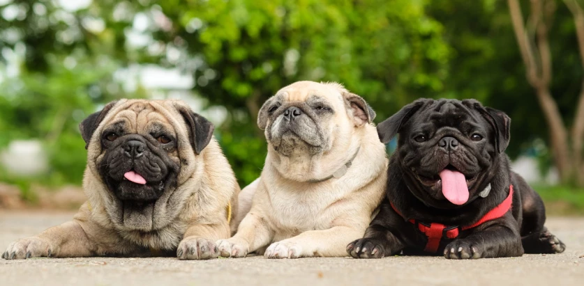 Pug dogs laying down closely together