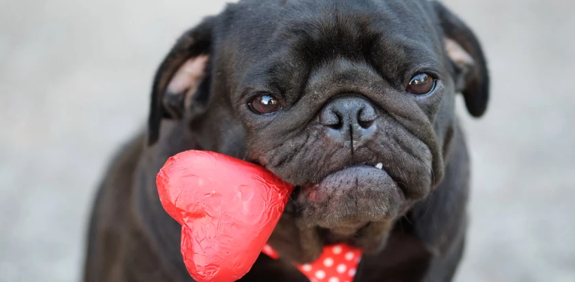 Pug holding heart shaped candy
