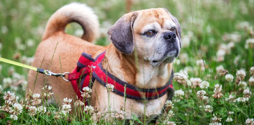 Puggle with harness in a flower field