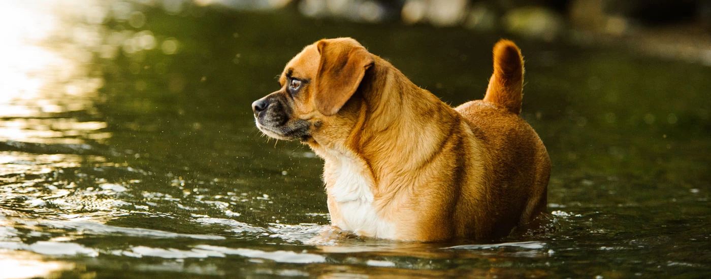 Puggle in the water