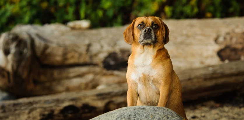 Puggle standing on a rock