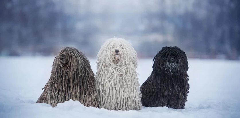 Puli dogs sitting in snow together