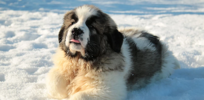 Pyrenean Mastiff pup tongue out in snow