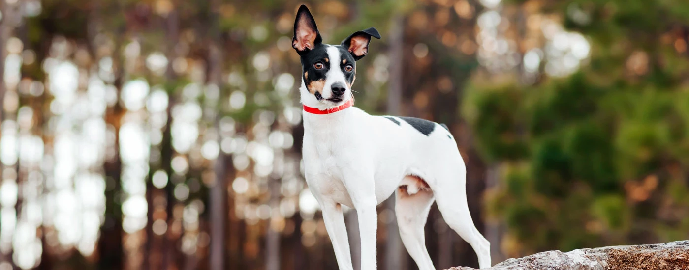 Rat Terrier standing in a forest