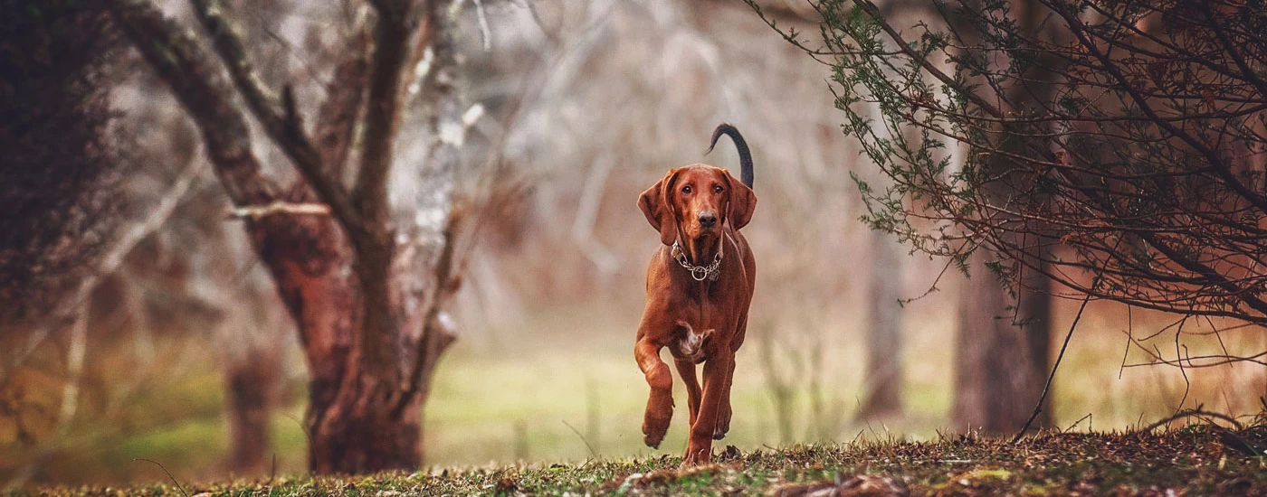 Redbone Coonhound walking in the woods