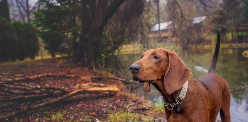 Redbone Coonhound near river