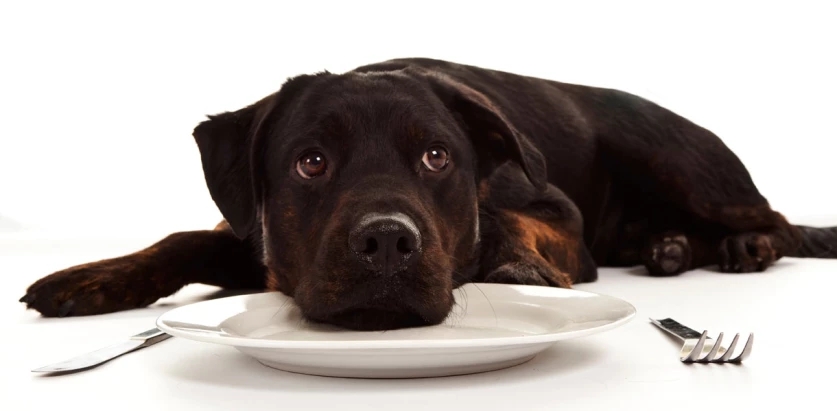 Rottador with plate and cutlery