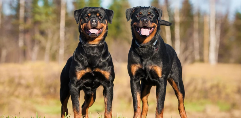 Rottweiler dogs standing together