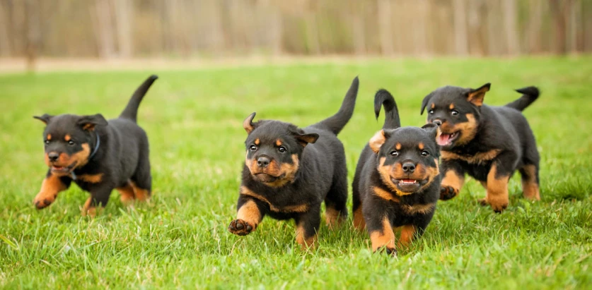 Rottweiler pups running