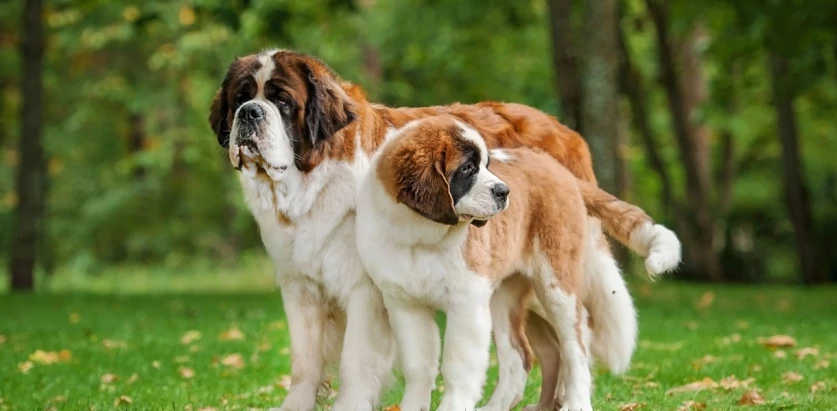 Saint Bernard dogs adult and puppy