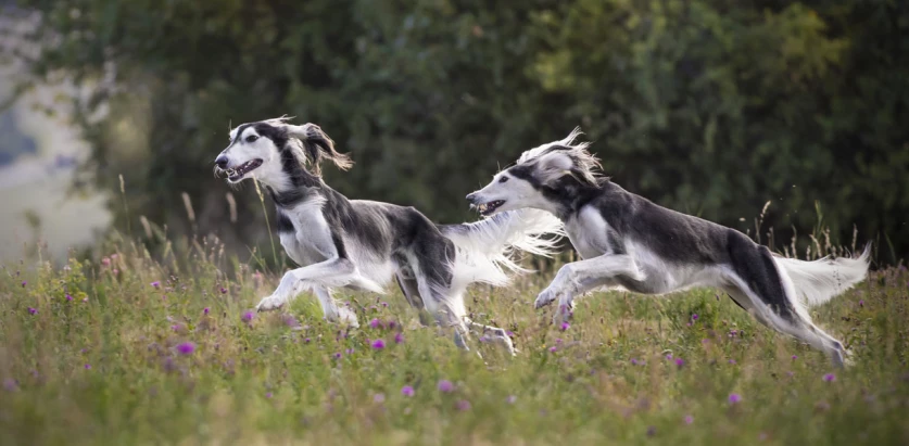 Saluki dogs running in a field