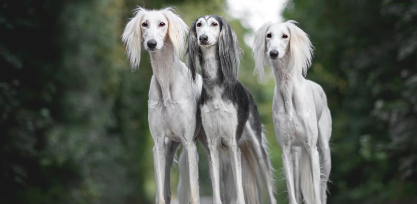 Saluki dogs standing together