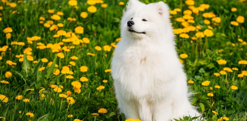 Samoyed sitting in a flower field