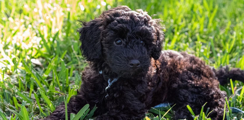 Schnoodle pup laying down on grass