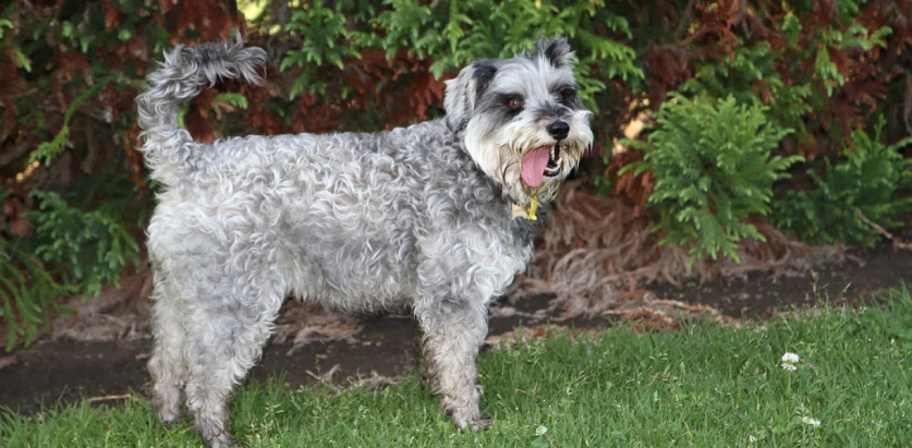Schnoodle standing in a garden