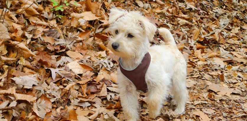 Schnoodle with harness in autumn