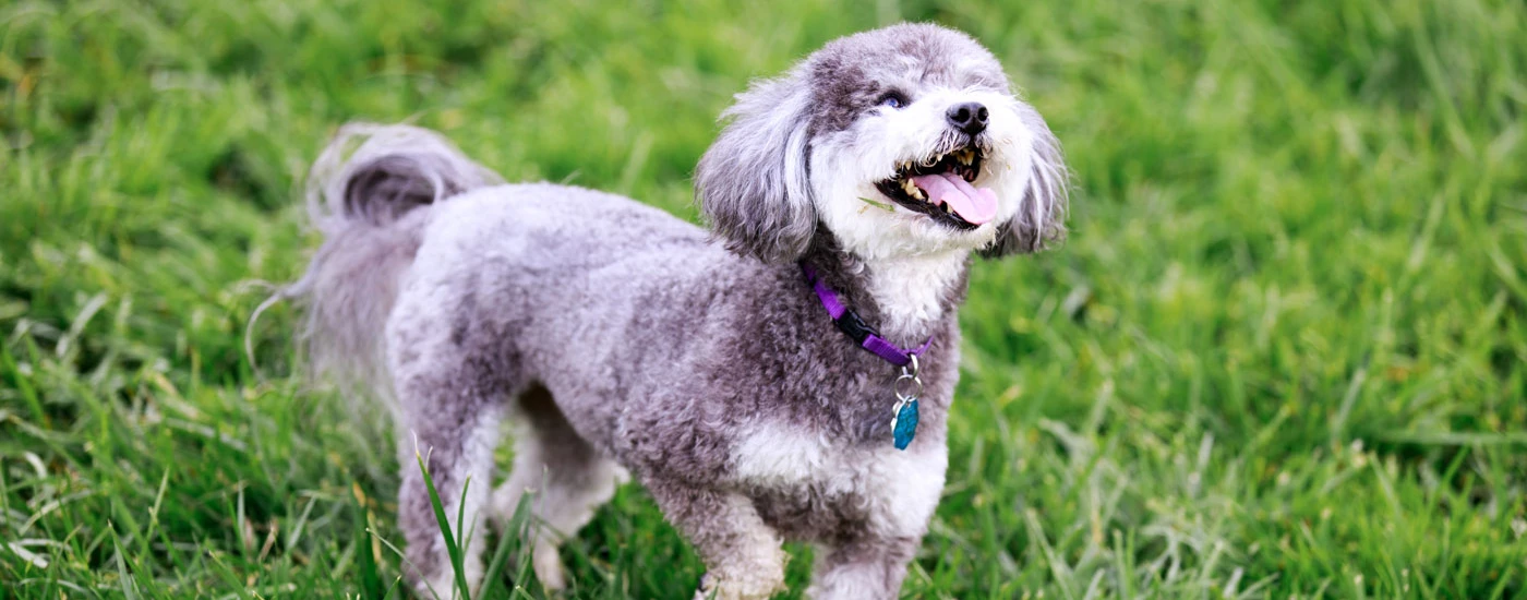 Schnoodle standing on grass