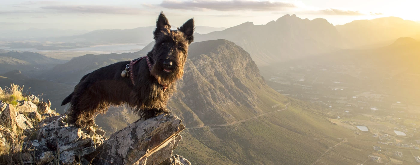 Scottish Terrier standing with a view