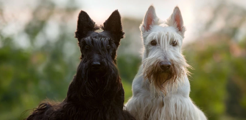 Scottish Terrier dogs sitting together