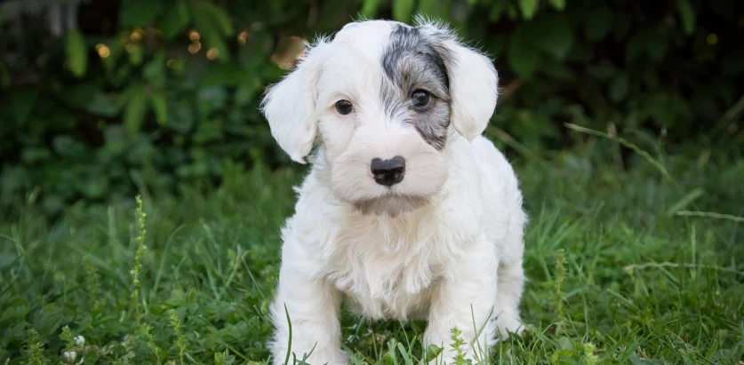 Sealyham Terrier pup