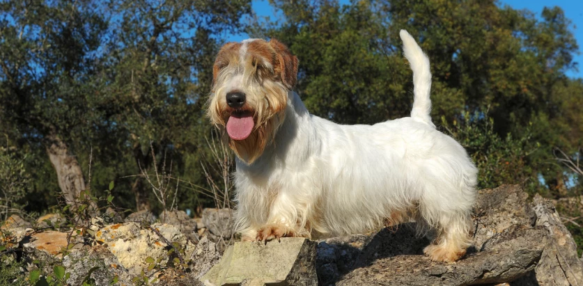 Sealyham Terrier standing on rocks