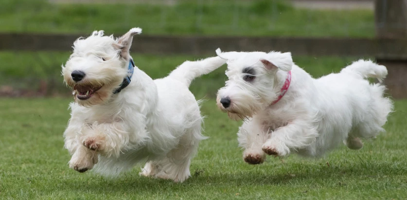 Sealyham Terrier dogs running