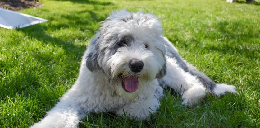 Sheepadoodle laying down on grass outside