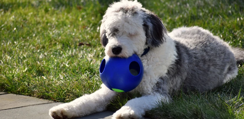 Sheepadoodle playing with toy