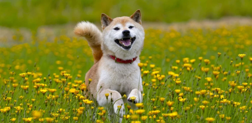 Shiba Inu running in a flower field