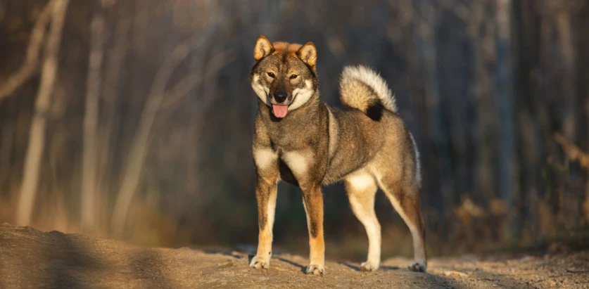 Shikoku standing in the woods