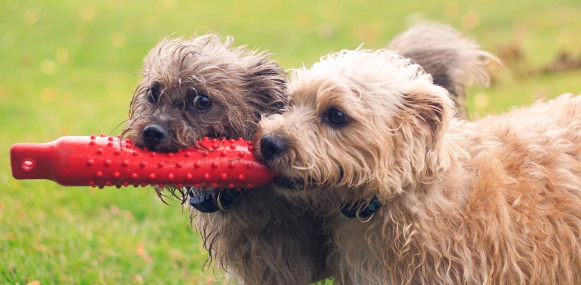 Shorkie dogs with a toy
