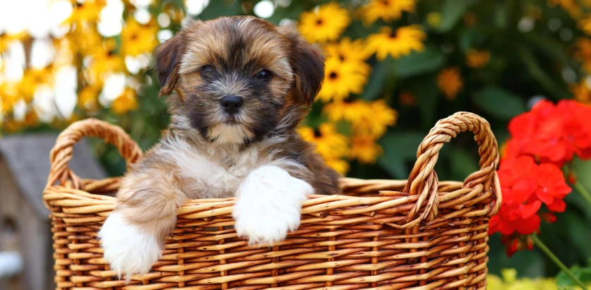 Shorkie pup in a basket