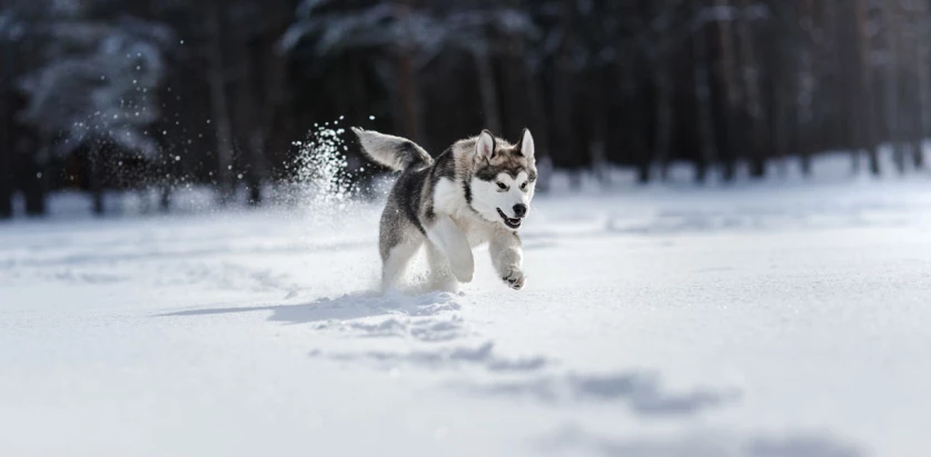 Siberian Husky in snow
