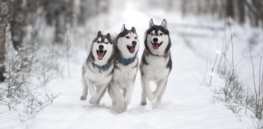Siberian Husky dogs running in the snow