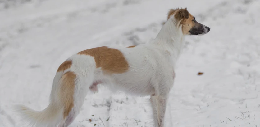 Silken Windhound looking at the back