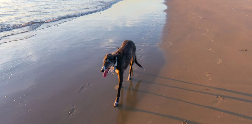 Silken Windhound walking by the beach