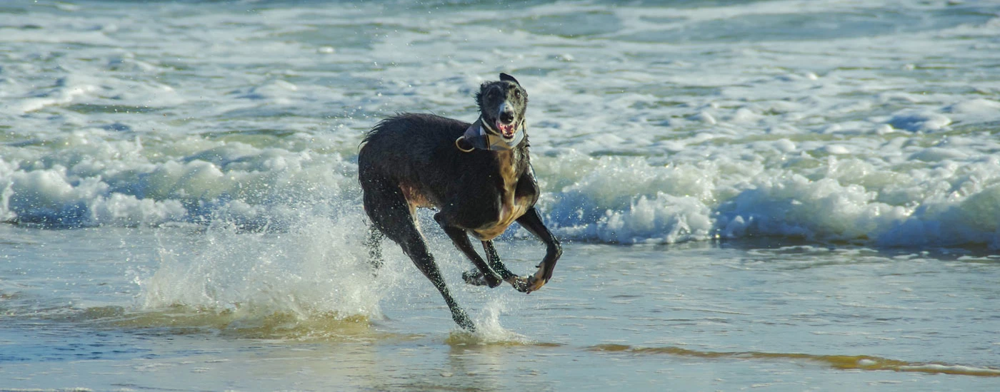 Silken Windhound running by the water