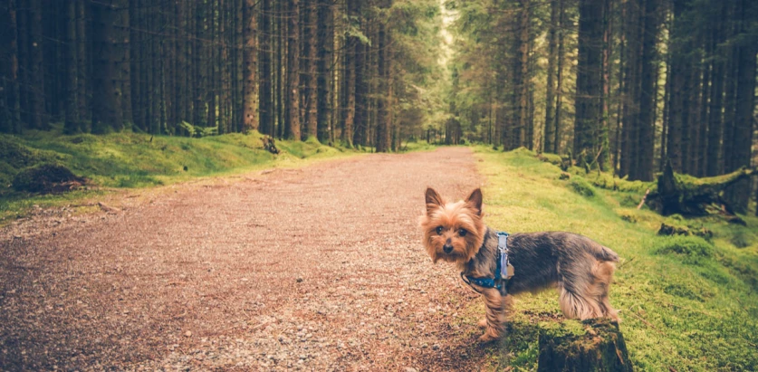 Silky Terrier in the woods