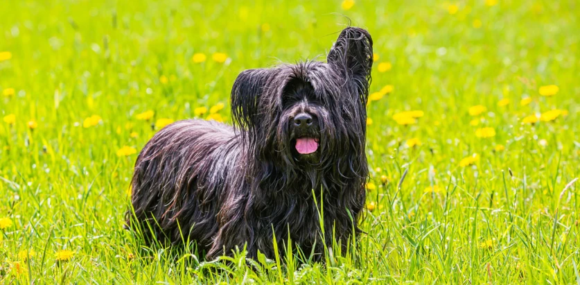 Skye Terrier standing in a field looking at the camera