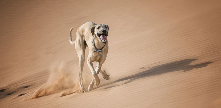 Sloughi running in the desert