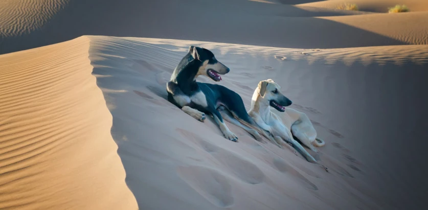 Sloughi dogs laying in the desert
