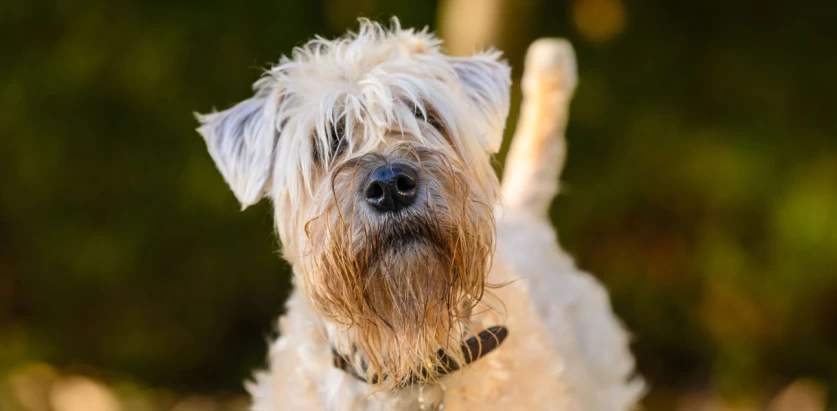 Soft Coated Wheaten Terrier looking at the camera