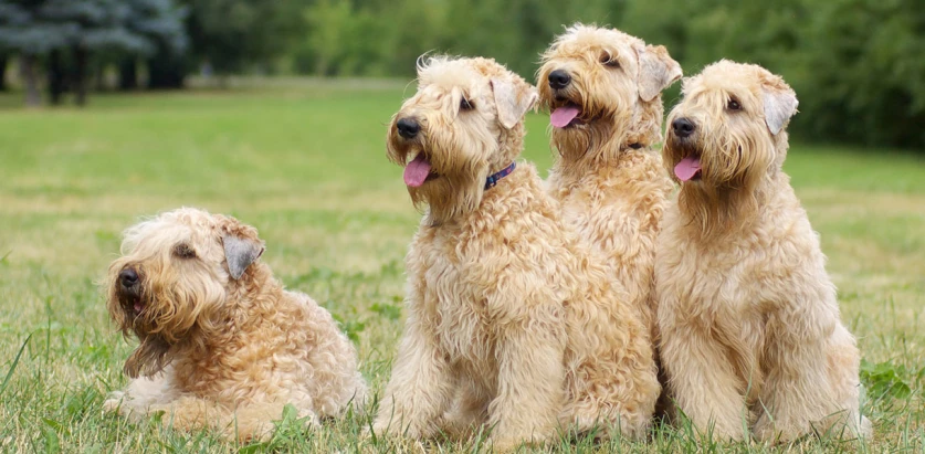 Soft Coated Wheaten Terrier dogs together