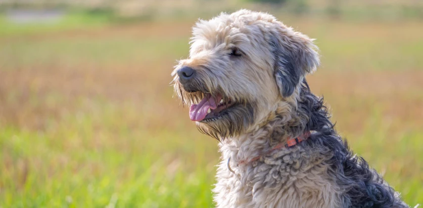 Soft Coated Wheaten Terrier close up