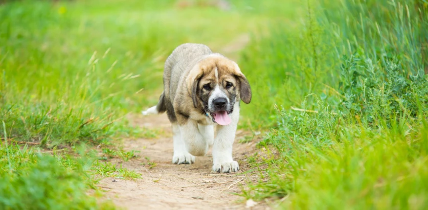 Spanish Mastiff pup walking