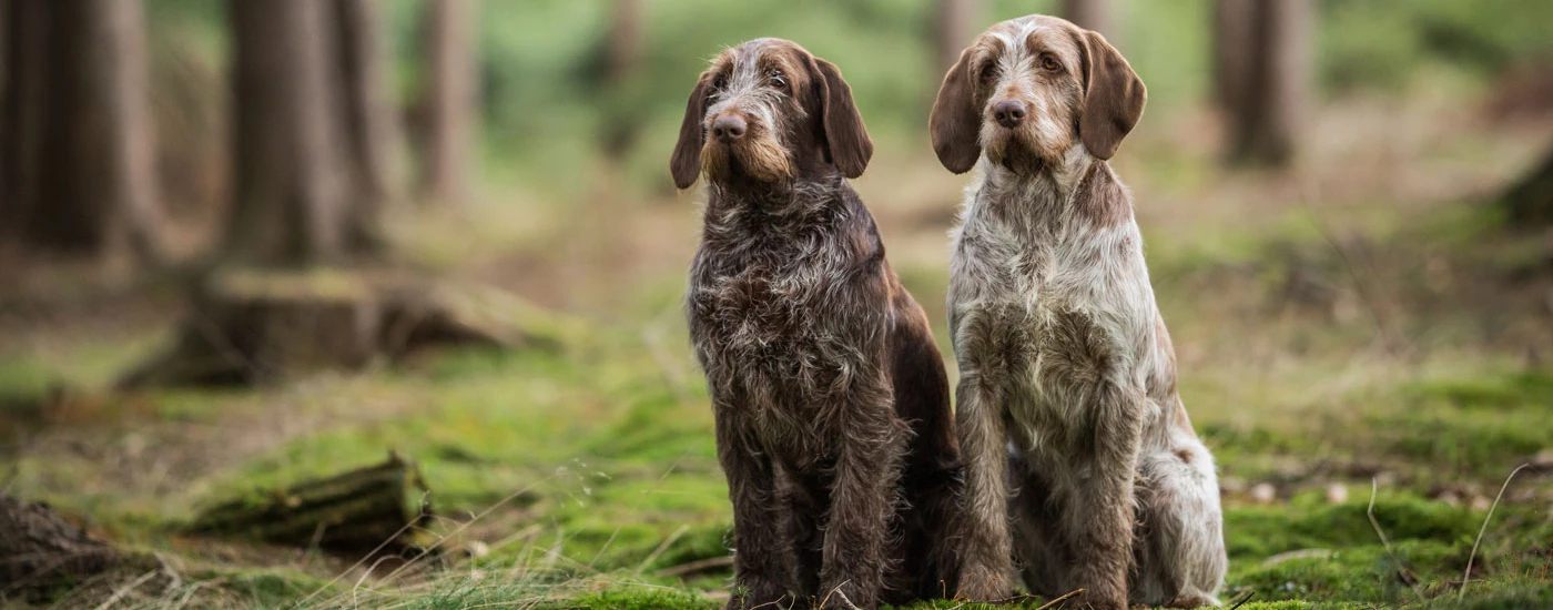 Spinone Italiano dogs sitting together