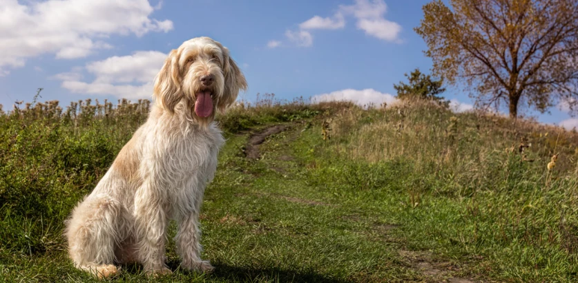 Spinone Italiano sitting in a meadow
