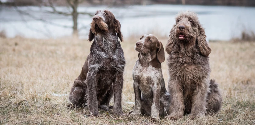 Spinone Italiano dogs together outside