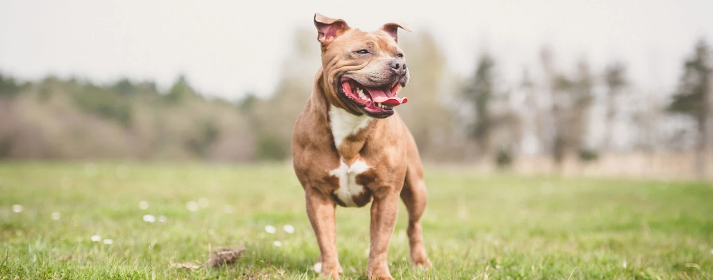 Staffordshire Bull Terrier standing in a field